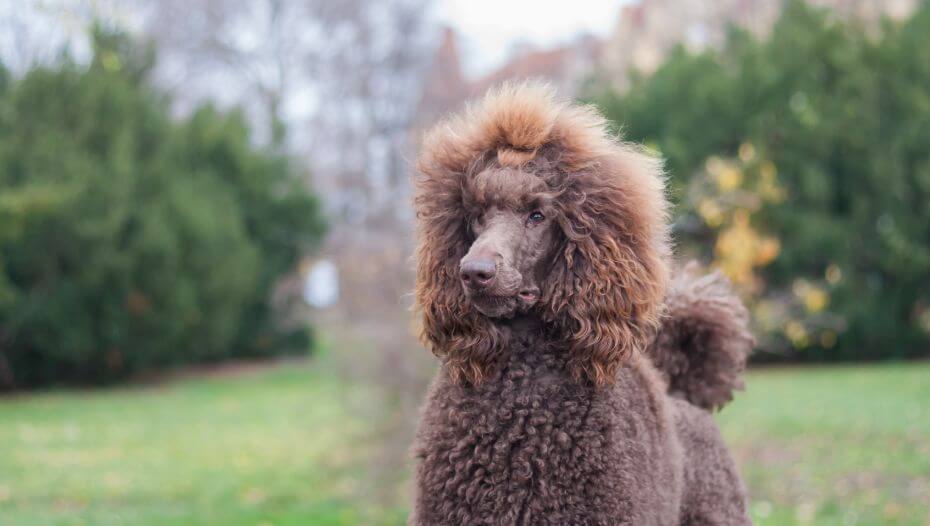 Poodle Standard Dog Breed Information Purina
